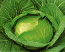YR初陣 5千粒(コートL) キャベツ F1 中原採種場