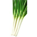 源翠 2dl 葱 ネギ ねぎ