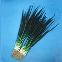 涛泉 1L 葱 ネギ ねぎ 渡辺交配