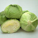 冬そだち ペレット5000粒 キャベツ
