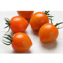 トマトベリーオレンジ 100粒 ミニトマト とまと 蕃茄 ダイヤ交配