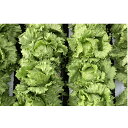 UC-101 Lコート5000粒 レタス ウエキ育成 横浜植木