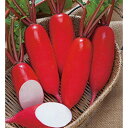 紅三太大根 タキイ交配 2dlスタンドパック200ml 大根 ダイコン だいこん