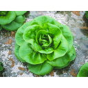 サラダナ ナンダ コート 5000粒 レタス