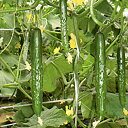 光神1号 350粒 胡瓜 キュウリ きゅうり