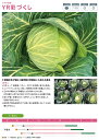 YR彩づくし甘藍 コート(5000粒) キャベツ 甘藍 かんらん カンラン