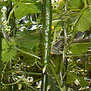 極光607 PVP 350粒 胡瓜 キュウリ きゅうり