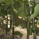 ゆりあ 350粒 胡瓜 キュウリ きゅうり