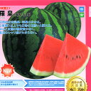 大玉　羅皇 200粒 スイカ すいか 西瓜