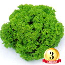 グリーンリーフレタス　L-110 5千粒(コートL) レタス 中原採種場