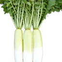 UD-012 3Lコート5000粒 大根 ダイコン だいこん ウエキ育成 横浜植木