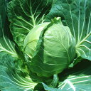 HO-10 ペレット 5000粒 キャベツ