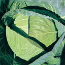 YR銀次郎甘藍 コート(5000粒) キャベツ 甘藍 かんらん カンラン