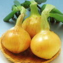 博多こがねEX 100g玉ねぎ たまねぎ 玉葱 タマネギ 中原採種場