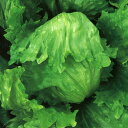 MSL-1289 コート種子L(5000粒) レタス