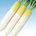 YR秋作 5千粒(コート3L) 大根 ダイコン だいこん F1 中原採種場