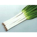 初夏扇2号 1dl 葱 ネギ ねぎ