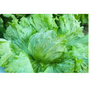 パワフル ペレット5000粒 レタス