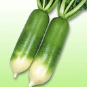 天津青長(てんしんあおなが) 2dl詰 大根 ダイコン だいこん 宇治交配
