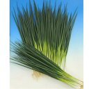 トップライン 1L 葱 ネギ ねぎ ヤエ交配