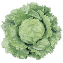 ネージュ Lコート5000粒 レタス