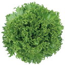 バイシクル ペレット5000粒 レタス