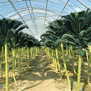 カーボロネロ(黒キャベツ) コート5000粒 キャベツ