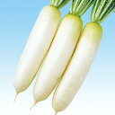 晩抽春づまり 5千粒(コート3L) 大根 ダイコン だいこん F1 中原採種場