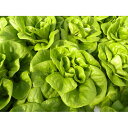 サラダナ パンソマ コート 5000粒 レタス