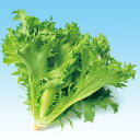 フリルレタス　L-122 5千粒(コートL) レタス 中原採種場