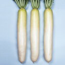 ペレット種子 冬の宮 5000粒(3L) 大根 ダイコン だいこん