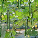 パイロット103 350粒 胡瓜 キュウリ きゅうりパイロット103 350粒 ときわ交配