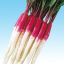 べにむらさき 2dl かぶ カブ 蕪 F1 中原採種場