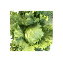 UC-058 Lコート5000粒 レタス ウエキ育成 横浜植木