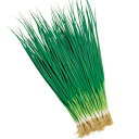 小春葱 タキイ交配 1lパック1L 葱 ネギ ねぎ