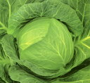 光彩 ペレット5000粒 キャベツ