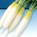 夏みどり5号 5千粒(コート3L) 大根 ダイコン だいこん F1 中原採種場