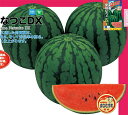 小玉　愛娘なつこDX 200粒 スイカ すいか 西瓜