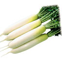 YR秋岬 1万粒 大根 ダイコン だいこん 渡辺交配