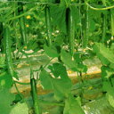 ときわ21 350粒 胡瓜 キュウリ きゅうりときわ21 350粒 ときわ交配