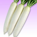春ぞなえ 2dl詰 大根 ダイコン だいこん 宇治交配
