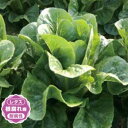 UC-061 Lコート5千粒 レタス ウエキ育成 横浜植木