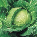 YR五月っ子 5千粒(コートL) キャベツ F1 中原採種場