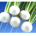 健明二号 2dl かぶ カブ 蕪