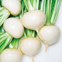 耐病にしき 2dl かぶ カブ 蕪 F1 中原採種場