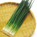 夏彦 1l 葱 ネギ ねぎ F1 中原採種場