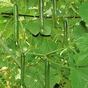 金星T 350粒 胡瓜 キュウリ きゅうり金星T 350粒 ときわ交配