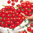 トマト ミニキャロル 5ml トマト とまと 蕃茄