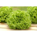 バタビアレタス ビバベルディ 晩抽タイプ 5000粒 レタス