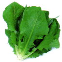 コスレタス　L-119 5千粒(コートL) レタス 中原採種場